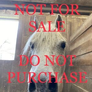 Ariat TriFactor EUC Riding Breeches Full Seat